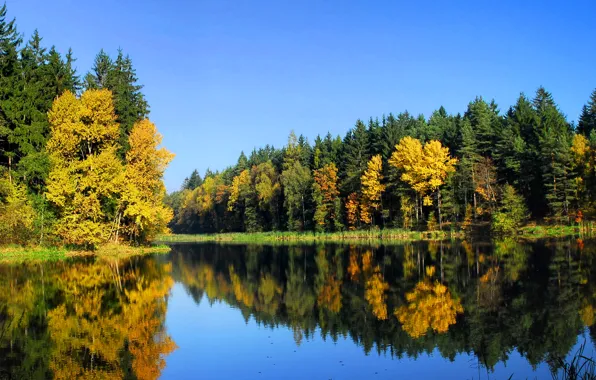 Picture autumn, forest, trees, nature, river, Landscape
