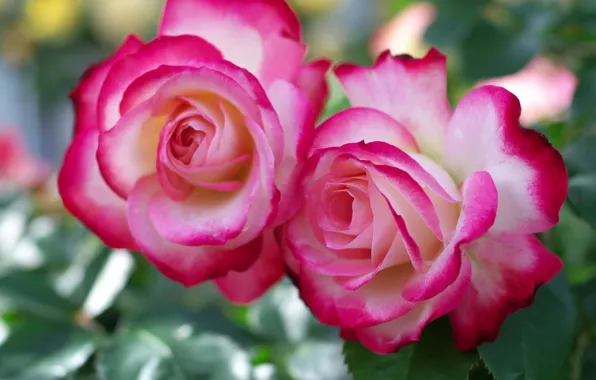 Picture roses, Duo, buds