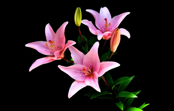 Picture background, Lily, petals, stem, Bud