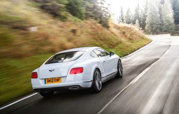 Picture Bentley, Continental, Road, White, Forest, Machine, In Motion