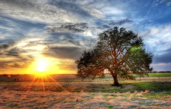Picture the sky, the sun, clouds, sunset, nature, photo, tree, dawn, HDR, rays of light