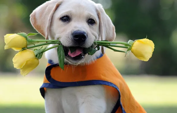 Picture flowers, roses, dog, puppy, Labrador, Retriever