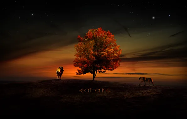 Picture the sky, sunset, tree, stars, Leo, lions, lioness, Gathering