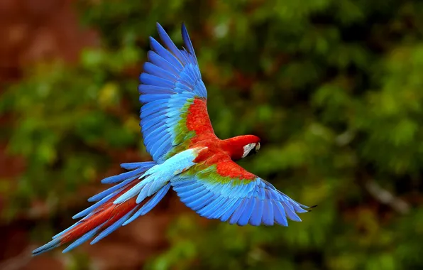 Picture birds, bright, color, parrot