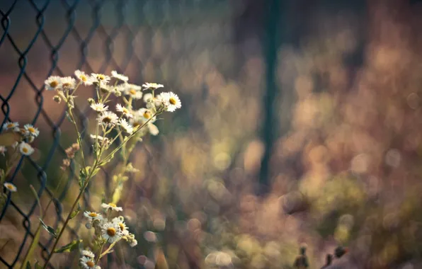 Picture flowers, the fence, chamomile, bokeh