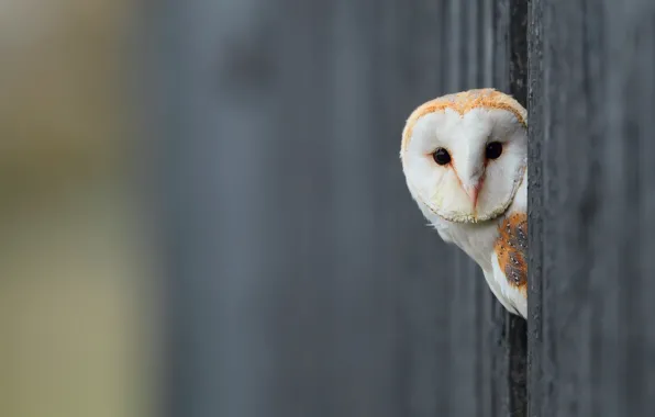 Picture background, owl, bird, white