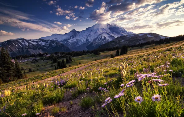 Picture the sky, clouds, trees, flowers, mountains, glade, the evening, Washington, USA, national Park, sunlight
