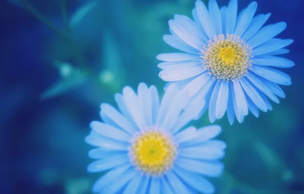 Picture macro, blur, blue, Daisy
