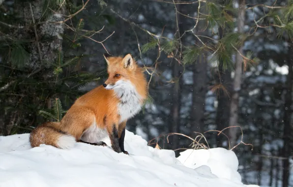Picture winter, forest, Fox