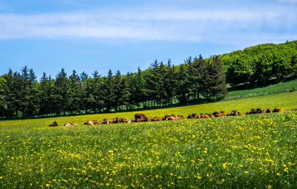 Picture greens, field, summer, the sky, grass, the sun, trees, cows, meadow, dandelions