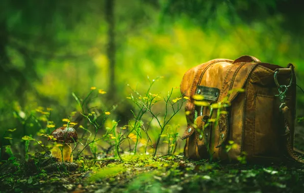 Picture forest, nature, mushroom, bag
