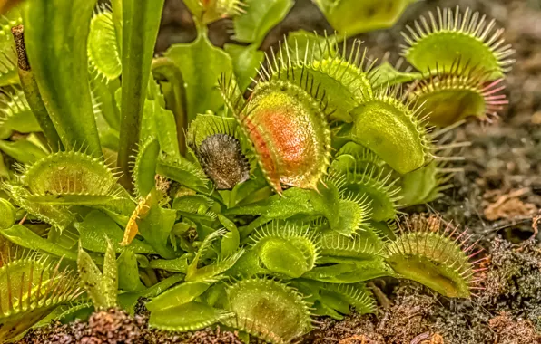 Picture leaves, plant, Venus flytrap