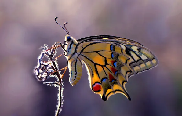 Picture background, butterfly, plant