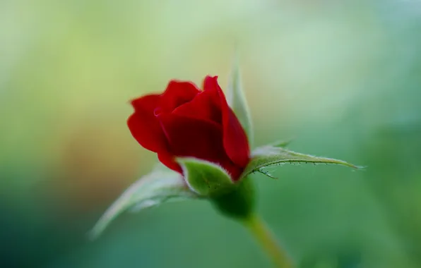 Picture flower, macro, nature, green, rose, color, focus, blur, Bud, red, scarlet