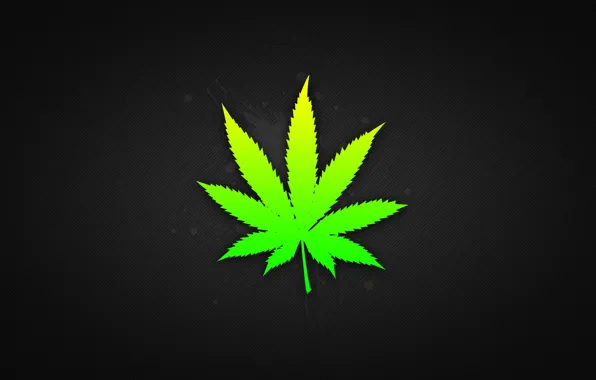 Picture leaves, weed, marijuana