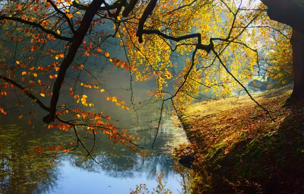 Picture forest, trees, landscape, Nature, forest, river, trees, landscape, nature, autumn, view, scenery, autumn