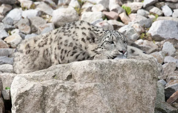 Picture cat, stones, stay, IRBIS, snow leopard
