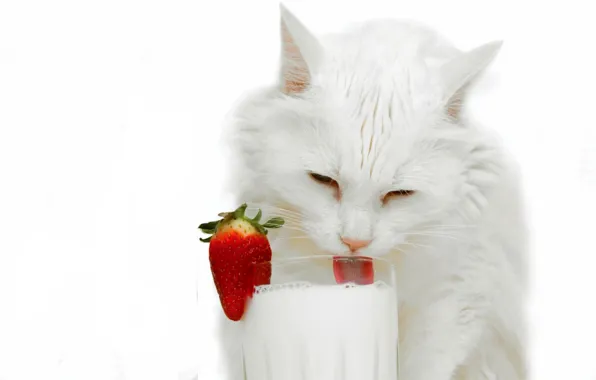 Picture cat, glass, milk, strawberry, white