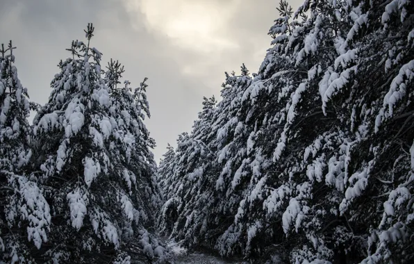 Picture winter, snow, Forest, pine, forest, winter