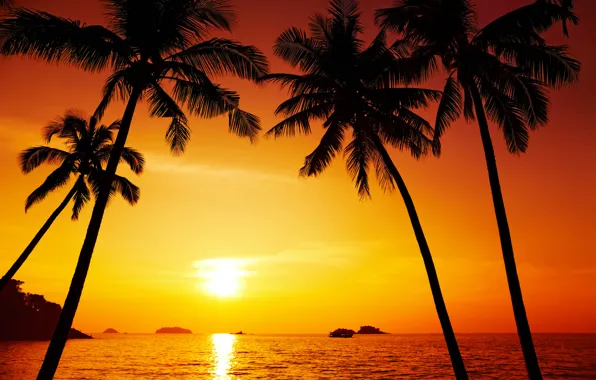 Picture landscape, nature, Palm trees, beautiful, Thailand, Thailand, pacific ocean, landscape, nature, beautiful, The Pacific ocean, …