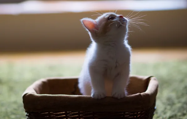 Picture mustache, basket, looking up, white kitten, fluffy ball