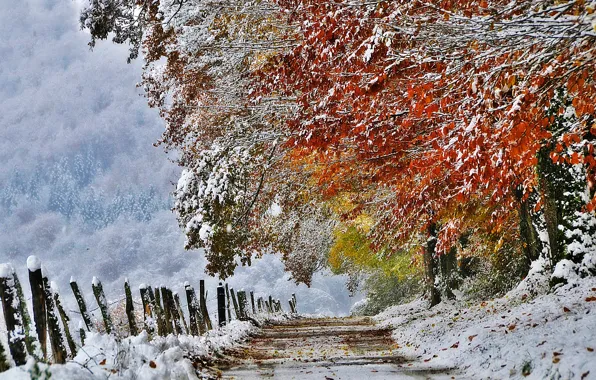 Picture autumn, snow, nature, France, November