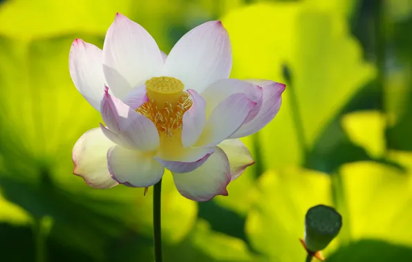 Picture petals, Lotus, pond