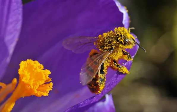 Picture flower, bee, pollen, petals, insect