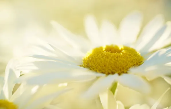 Picture flower, background, Daisy, white