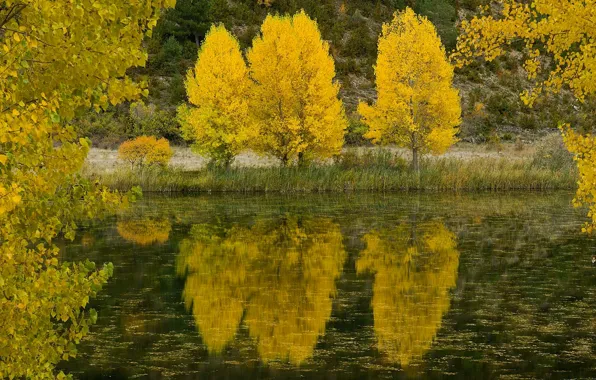 Picture autumn, leaves, trees, lake, reflection, river