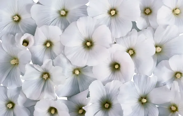 Picture flowers, background, white flowers, lavatera