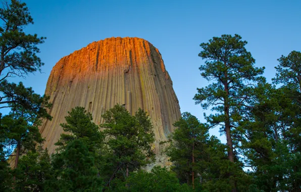 Picture trees, rock, Wyoming, USA, USA, Wyoming, Devils Tower