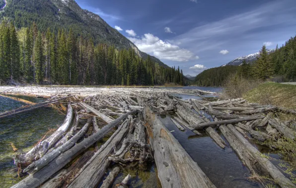 Picture forest, mountains, river, logs
