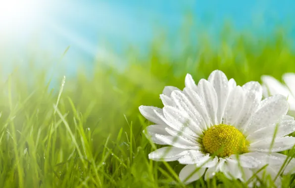 Picture greens, white, grass, flowers, yellow, background, widescreen, Wallpaper, petals, Daisy, meadow, wallpaper, widescreen, background, full …