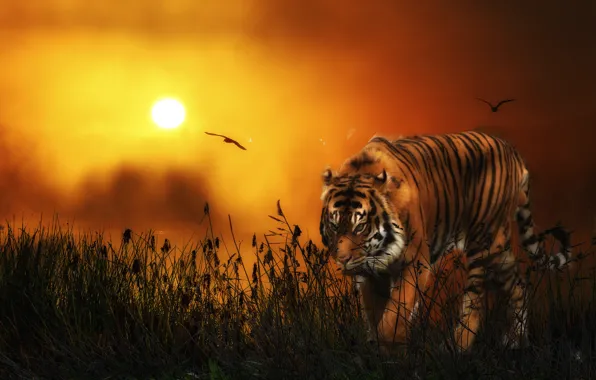 Picture the sun, birds, tiger, predator