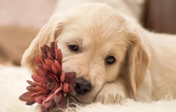 Picture flower, dog, puppy