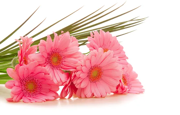 Picture flowers, white background, pink, gerbera, gerbera