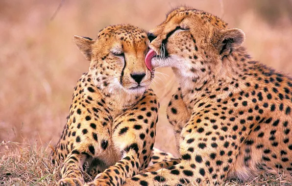 Picture kiss, two, Cheetah