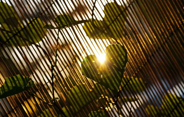 Picture leaves, the sun, rays, nature, tree, day, love, leaf, heart, leaves