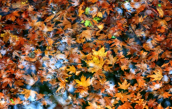 Picture autumn, leaves, water