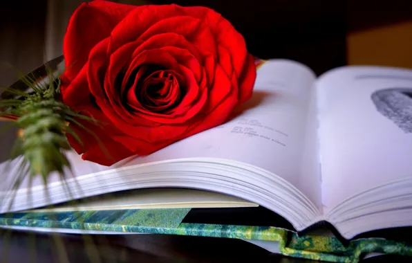 Picture style, rose, book, scarlet rose