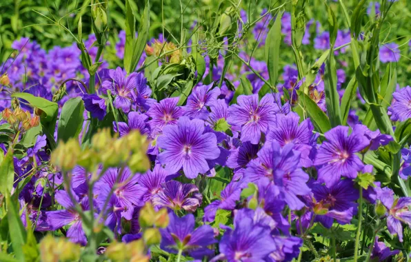 Picture purple, macro, petals, Norwegian geranium