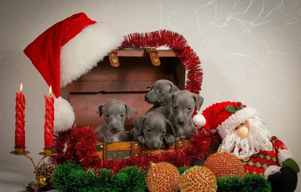 Picture decoration, new year, puppies