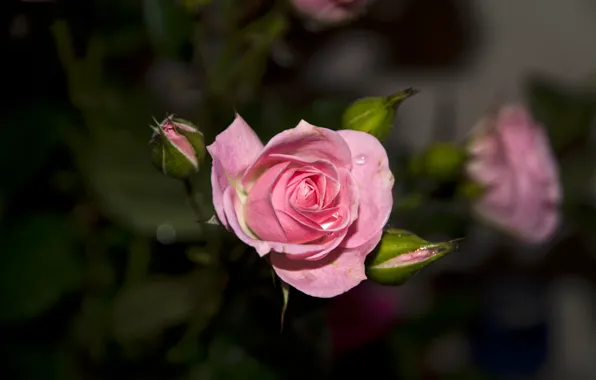 Picture flower, rose, petals, Bud