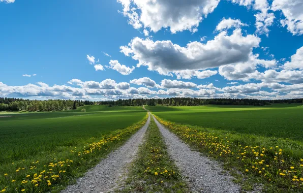 Picture road, greens, field, forest, the sky, grass, clouds, trees, yellow, dandelions