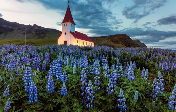 Picture the sky, clouds, flowers, glade, the evening, backlight, Iceland, Church, lupins