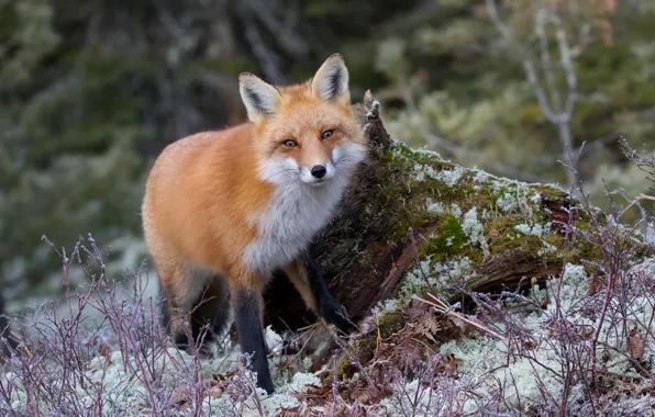 Picture snow, muzzle, beauty, Fox, red, Fox