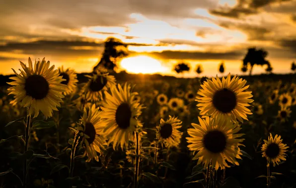 Picture the sky, sunflowers, sunset, nature