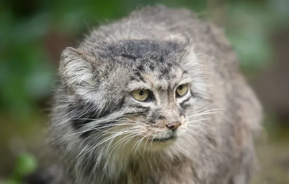 Picture cat, look, face, manul