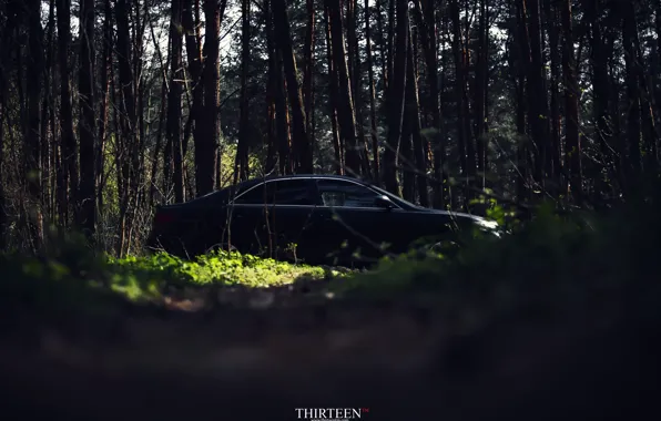 Picture machine, auto, forest, trees, photographer, auto, photography, photographer, Thirteen